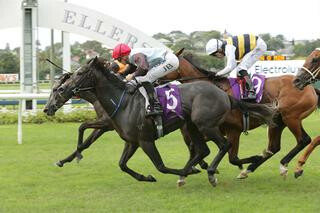 On The Rocks (NZ) claims the Group 2 Electrolux Avondale Guineas. Photo: Trish Dunell
